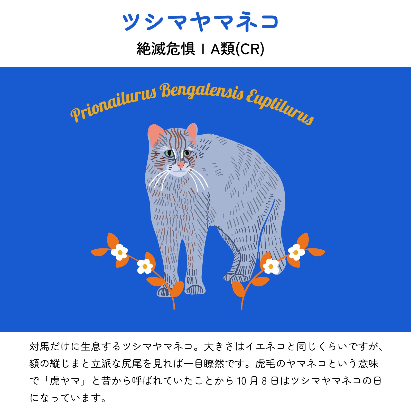 【ツシマヤマネコについて】
絶滅危惧ⅠA類(CR)
対馬だけに生息するツシマヤマネコ。大きさはイエネコと同じくらいですが、額の縦じまと立派な尻尾を見れば一目瞭然です。虎毛のヤマネコという意味で「虎ヤマ」と昔から呼ばれていたことから10月8日はツシマヤマネコの日になっています。